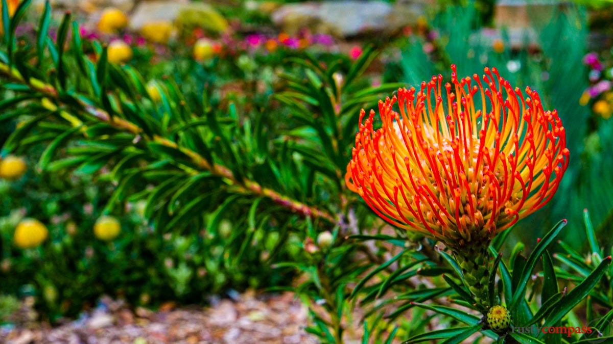 Royal Botanical Gardens, Sydney